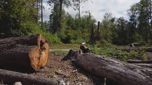 Best Tree Disease Treatment  in Auburn, WA