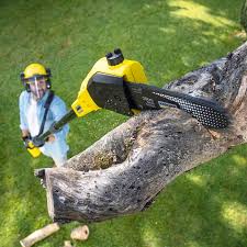 Best Sod Installation  in Auburn, WA