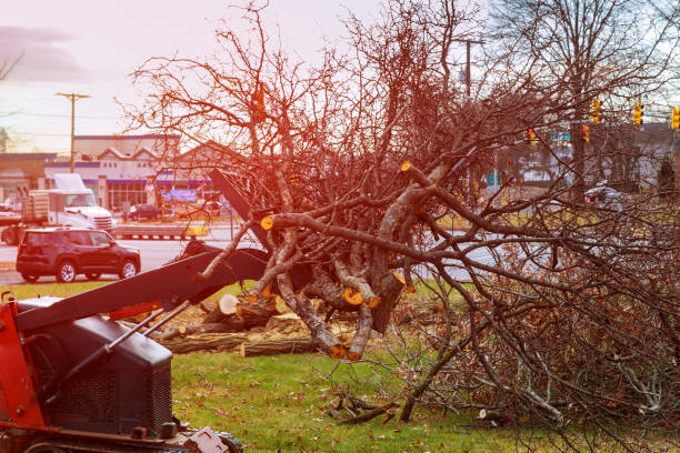 Best Storm Damage Tree Cleanup  in Auburn, WA