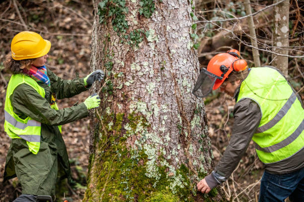 Best Tree Risk Assessment  in Auburn, WA
