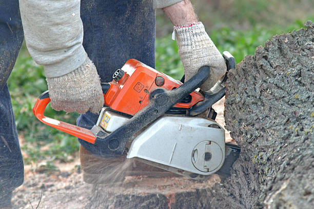 Best Tree Preservation Services  in Auburn, WA