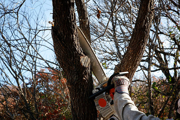 Best Storm Damage Tree Cleanup  in Auburn, WA
