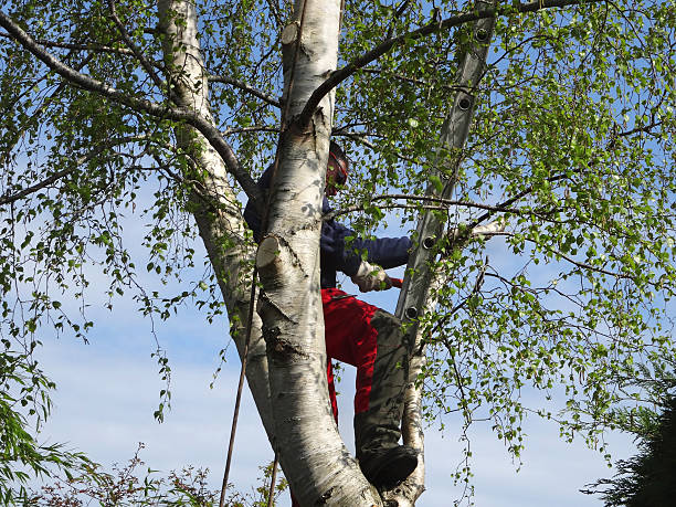 Professional Tree Care in Auburn, WA